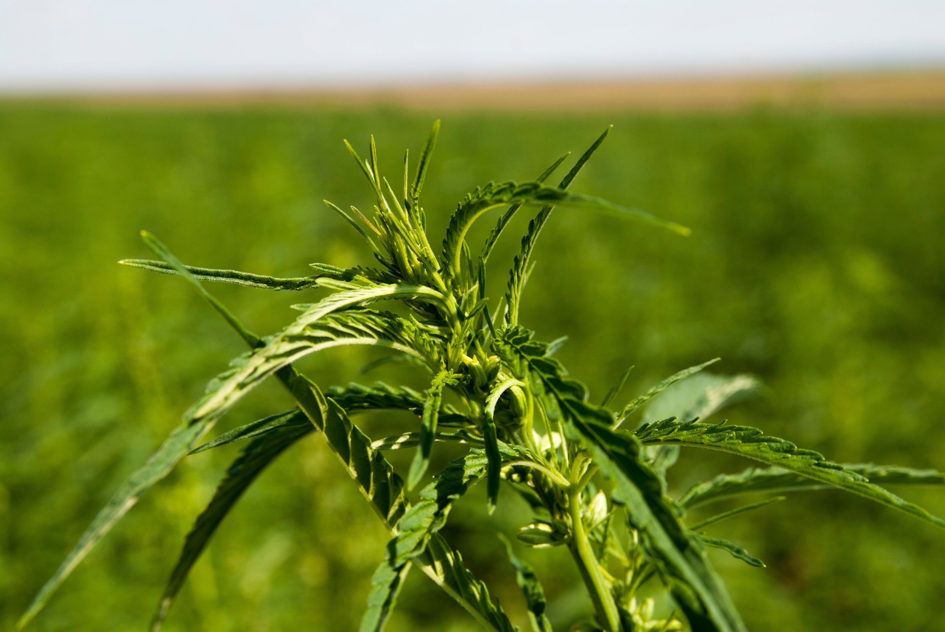 Hemp as a crop: the environmental case