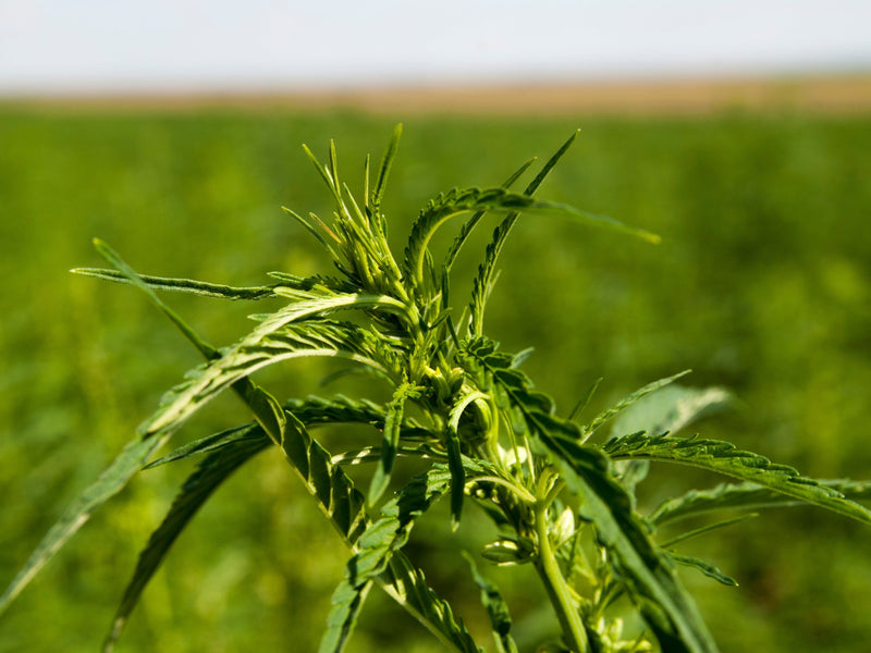 Hemp as a crop: the environmental case